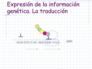 Expresión de la información
genética. La traducción

AUG CCU CAU AGU GGC UAA

ARN

 