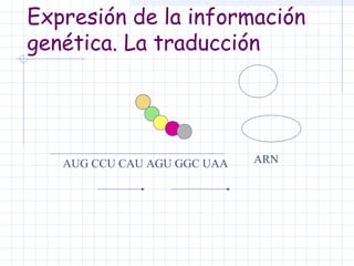Expresión de la información
genética. La traducción

AUG CCU CAU AGU GGC UAA

ARN

 