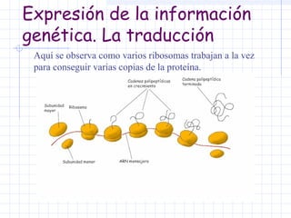 Expresión de la información
genética. La traducción
Aquí se observa como varios ribosomas trabajan a la vez
para conseguir varias copias de la proteína.

 