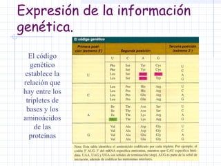 Expresión de la información
genética.
El código
genético
establece la
relación que
hay entre los
tripletes de
bases y los
aminoácidos
de las
proteínas

 