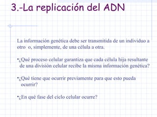 3.-La replicación del ADN

La información genética debe ser transmitida de un individuo a
otro o, simplemente, de una célula a otra.
•¿Qué proceso celular garantiza que cada célula hija resultante
de una división celular recibe la misma información genética?
•¿Qué tiene que ocurrir previamente para que esto pueda
ocurrir?
•¿En qué fase del ciclo celular ocurre?

 