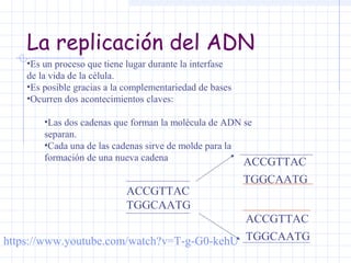 La replicación del ADN
•Es un proceso que tiene lugar durante la interfase
de la vida de la célula.
•Es posible gracias a la complementariedad de bases
•Ocurren dos acontecimientos claves:
•Las dos cadenas que forman la molécula de ADN se
separan.
•Cada una de las cadenas sirve de molde para la
formación de una nueva cadena
ACCGTTAC

ACCGTTAC
TGGCAATG

TGGCAATG

ACCGTTAC
https://www.youtube.com/watch?v=T-g-G0-kehU TGGCAATG

 