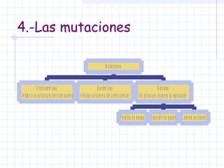 4.-Las mutaciones
M u ta c io n e s
C ro m o s ó m ic a s
A fe c ta n a la e s tru c tu ra d e l c ro m o s o m a

G e n ó m ic a s
A fe c ta n a l n ú m e ro d e c ro m o s o m a s

G é n ic a s
S e p ro d u c e n d u ra n te la re p lic a c ió n

P e rd id a d e b a s e s

In s e rc ió n d e b a s e s

C a m b io d e b a s e s

 