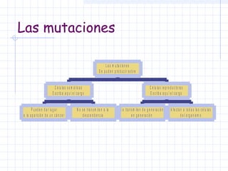 Las mutaciones
L a s m u t a c io n e s
S e p u d e n p r o d u c ir s o b r e
C é lu la s s o m á t ic a s
E s c r ib a a q u í e l c a r g o
P u e d e n d a r lu g a r
a la a p a r ic ió n d e u n c á n c e r

N o s e t r a n s m it e n a la
d e s c e n d e n c ia

C é lu la s r e p r o d u c t o r a s
E s c r ib a a q u í e l c a r g o
S e tr a n s m it e n d e g e n e r a c ió n
e n g e n e r a c ió n

A f e c t a n a t o d a s la s c é lu la s
d e l o r g a n is m o

 