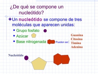 ¿De qué se compone un
nucleótido?
Un nucleótido se compone de tres
moléculas que aparecen unidas:




Grupo fosfato
Azúcar
Base nitrogenada

Nucleótido

Guanina
Citosina
Pueden ser: Timina
Adenina

 