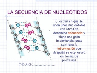 LA SECUENCIA DE NUCLEÓTIDOS
El orden en que se
unen unos nucleótidos
con otros se
.
denomina secuencia y
tiene una gran
importancia, pues
contiene la
información que
después se expresará
en forma de
proteínas
T-C-A-G-.............................

 