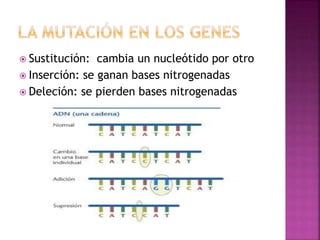  Sustitución: cambia un nucleótido por otro
 Inserción: se ganan bases nitrogenadas
 Deleción: se pierden bases nitrogenadas
 