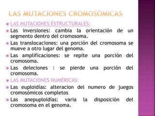  LAS MUTACIONES ESTRUCTURALES:
 Las inversiones: cambia la orientación de un
segmento dentro del cromosoma.
 Las translocaciones: una porción del cromosoma se
mueve a otro lugar del genoma.
 Las amplificaciones: se repite una porción del
cromosoma.
 Las deleciones : se pierde una porción del
cromosoma.
 LAS MUTACIONES NUMÉRICAS:
 Las euploidías: alteracion del numero de juegos
cromosómicos completos
 Las anepuploidías: varia la disposición del
cromosoma en el genoma.
 