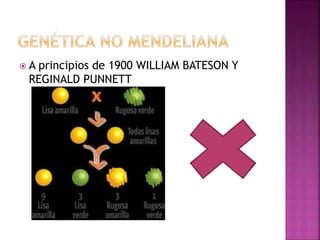  A principios de 1900 WILLIAM BATESON Y
REGINALD PUNNETT
 