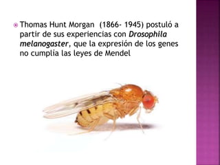  Thomas Hunt Morgan (1866- 1945) postuló a
partir de sus experiencias con Drosophila
melanogaster, que la expresión de los genes
no cumplía las leyes de Mendel
 