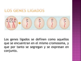 Los genes ligados se definen como aquellos
que se encuentran en el mismo cromosoma, y
que por tanto se segregan y se expresan en
conjunto.
 