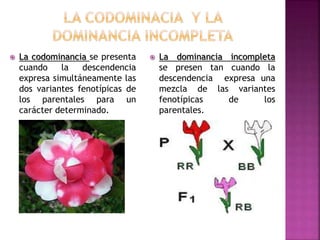  La codominancia se presenta
cuando la descendencia
expresa simultáneamente las
dos variantes fenotípicas de
los parentales para un
carácter determinado.
 La dominancia incompleta
se presen tan cuando la
descendencia expresa una
mezcla de las variantes
fenotípicas de los
parentales.
 