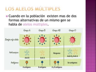  Cuando en la población existen mas de dos
formas alternativas de un mismo gen se
habla de alelos múltiples.
 