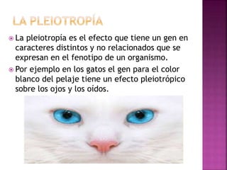  La pleiotropía es el efecto que tiene un gen en
caracteres distintos y no relacionados que se
expresan en el fenotipo de un organismo.
 Por ejemplo en los gatos el gen para el color
blanco del pelaje tiene un efecto pleiotrópico
sobre los ojos y los oídos.
 