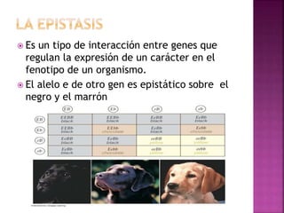  Es un tipo de interacción entre genes que
regulan la expresión de un carácter en el
fenotipo de un organismo.
 El alelo e de otro gen es epistático sobre el
negro y el marrón
 