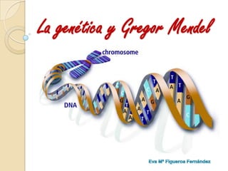 La genética y Gregor Mendel
 