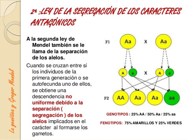 Primera Y Segunda Ley De Mendel Resumen Ley Compartir