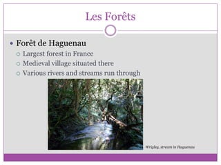 Les ForêtsForêt de HaguenauLargest forest in FranceMedieval village situated thereVarious rivers and streams run throughWrigley, stream in Haguenau