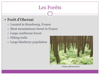 Les ForêtsForêtd’ObernaiLocated in Strasbourg, FranceMost mountainous forest in FranceLarge coniferous forestHiking trailsLarge blueberry populationTristan, Obernai Forest