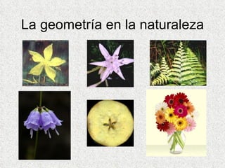 La geometría en la naturaleza 