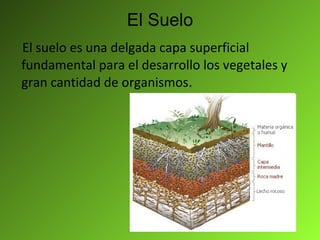 El Suelo El suelo es una delgada capa superficial fundamental para el desarrollo los vegetales y gran cantidad de organismos . 