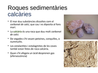 Roques sedimentàries
calcàries
• El mar duu substàncies dissoltes com el
carbonat de calci, que cau i es diposita al fons
marí.
• La calcària és una roca que duu molt carbonat
de calci.
• De vegades s'hi veuen petxines, conquilles, o
nummulits.
• Les estalactites i estalagmites de les coves
també estan fetes de roca calcària.
• Quan s'hi afegeix un àcid desprenen gas
(efervescència)
 