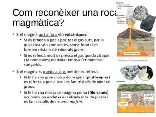 Com reconèixer una roca
magmàtica?
• Si el magma surt a fora són volcàniques:
• Si es refreda a poc a poc tot el gas surt, per la
qual cosa són compactes, sense forats i es
formen cristalls de minerals grans.
• Si es refreda molt de pressa el gas queda atrapat
i fa bombolles; no dóna temps a fer minerals i
són petits.
• Si el magma es queda a dins mentre es refreda:
• Si hi ha una gran massa de magma (plutòniques)
es refreda a poc a poc i es fan cristalls de mineral
grans.
• Si hi ha una massa de magma prima (filonianes)
ocupant una escletxa es refreda més de pressa i
es fan cristalls de mineral mitjans.
 
