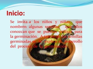 Se invita a los niños y niñas, que
nombren algunas semillas, que ellos
conozcan que se puedan utilizar para
la germinación. A través de las semillas
germinadas se le explica el desarrollo
del proceso de la germinación.
 
