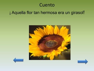 Cuento
¡ Aquella flor tan hermosa era un girasol!
 
