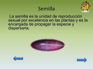 Semilla
 La semilla es la unidad de reproducción
sexual por excelencia en las plantas y es la
encargada de propagar la especie y
dispersarla.
 