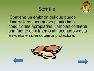 Semilla
 Contiene un embrión del que puede
desarrollarse una nueva planta bajo
condiciones apropiadas. También contiene
una fuente de alimento almacenado y esta
envuelto en una cubierta protectora.
 