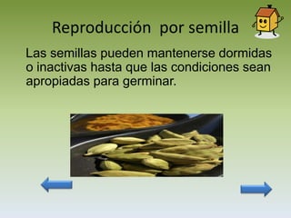 Reproducción por semilla
Las semillas pueden mantenerse dormidas
o inactivas hasta que las condiciones sean
apropiadas para germinar.
 