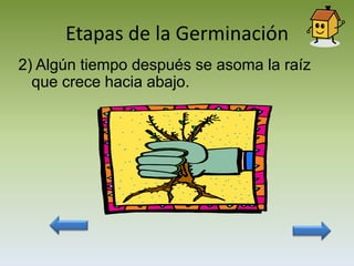 Etapas de la Germinación
2) Algún tiempo después se asoma la raíz
  que crece hacia abajo.
 