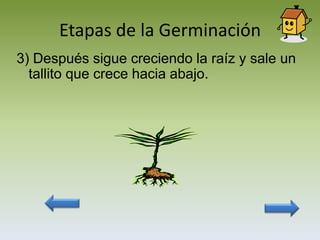 Etapas de la Germinación
3) Después sigue creciendo la raíz y sale un
  tallito que crece hacia abajo.
 