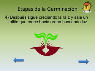 Etapas de la Germinación
4) Después sigue creciendo la raíz y sale un
  tallito que crece hacia arriba buscando luz.
 