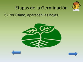 Etapas de la Germinación
5) Por último, aparecen las hojas.
 