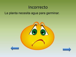 Incorrecto
La planta necesita agua para germinar.
 
