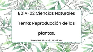 B01A-02 Ciencias Naturales
Tema: Reproducción de las
plantas.
Maestra: Marcela Martínez
 