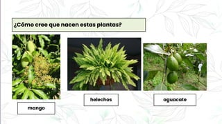 ¿Cómo cree que nacen estas plantas?
helechos
mango
aguacate