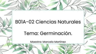 B01A-02 Ciencias Naturales
Tema: Germinación.
Maestra: Marcela Martínez