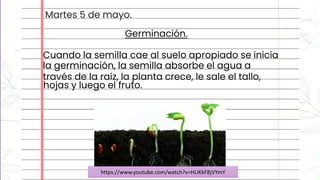 Germinación.
la germinación, la semilla absorbe el agua a
través de la raíz, la planta crece, le sale el tallo,
hojas y luego el fruto.
Cuando la semilla cae al suelo apropiado se inicia
Martes 5 de mayo.
https://www.youtube.com/watch?v=HUKkF8jVYmY