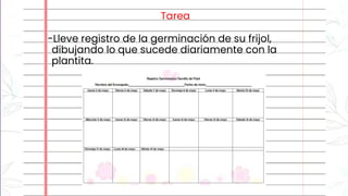 Tarea
-Lleve registro de la germinación de su frijol,
dibujando lo que sucede diariamente con la
plantita.