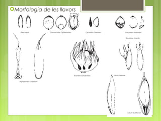 Morfologia de les llavors
 