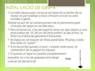 INSTAL·LACIÓ DE GESPA
  La millor època per col·locar els tepes és a meitat de la
   tardor. Es pot realitzar a inicis d’hivern si el sòl no està
   entollat o gelat.
També es pot fer al començament de la primavera però
   s’hauran de regar en els dies secs.
 Per col·locar-los, s’ha de regar la terra uns dies abans a una
   profunditat de 15 i 20 cm de profunditat i el dia d’inici, la
   terra ha d’estar lleugerament banyada.
 Els tepes es col·loquen en línies paral·leles. Piconeu cada
   línia amb un “pisón”
 Si en les juntes queda un buit, s’omplin amb sorra i el
   creixement de la gespa ho taparà.
 Si queda un tepe no queda completament

anivellat, no s’ha de golpejar sinó afegir           Pisón
o llevar sòl davall d’ell
 