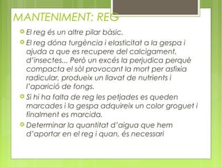 MANTENIMENT: REG
 El reg és un altre pilar bàsic.
 El reg dóna turgència i elasticitat a la gespa i
  ajuda a que es recupere del calcigament,
  d’insectes... Però un excés la perjudica perquè
  compacta el sòl provocant la mort per asfixia
  radicular, produeix un llavat de nutrients i
  l’aparició de fongs.
 Si hi ha falta de reg les petjades es queden
  marcades i la gespa adquireix un color groguet i
  finalment es marcida.
 Determinar la quantitat d’aigua que hem
  d’aportar en el reg i quan, és necessari
 