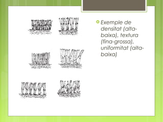    Exemple de
    densitat (alta-
    baixa), textura
    (fina-grossa),
    uniformitat (alta-
    baixa)
 