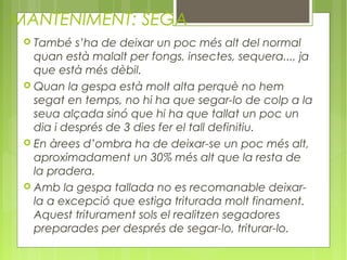 MANTENIMENT: SEGA
  També s’ha de deixar un poc més alt del normal
   quan està malalt per fongs, insectes, sequera..., ja
   que està més dèbil.
  Quan la gespa està molt alta perquè no hem
   segat en temps, no hi ha que segar-lo de colp a la
   seua alçada sinó que hi ha que tallat un poc un
   dia i després de 3 dies fer el tall definitiu.
  En àrees d’ombra ha de deixar-se un poc més alt,
   aproximadament un 30% més alt que la resta de
   la pradera.
  Amb la gespa tallada no es recomanable deixar-
   la a excepció que estiga triturada molt finament.
   Aquest triturament sols el realitzen segadores
   preparades per després de segar-lo, triturar-lo.
 