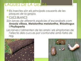 PLAGUES DE LA GESPA
  Els insectes són els principals causants de les
   plaques de la gespa.
  CUCS BLANCS
 Són larves de diferents espècies d’escarabats com
   Anoxia villosa, Melolontha melolontha, Rhizotrogus
   i Phylloperta
 Les larves s’alimenten de les arrels i els símptomes de
   l’efecte dels cucs es pot confondre amb falta de
   reg.
 