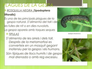 PLAGUES DE LA GESPA
   ROSQUILLA NEGRA (Spodoptera
littoralis)
És una de les principals plagues de la
    gespa natural. S’alimenta del tall i de
les fulles de nit o en dies nuvolats.
La gespa apareix amb taques seques
       TIPULAS
    S’alimenta de les arrels i dels tall.
      Després de la metamorfosi es
      converteix en un mosquit gegant
      inofensiu per la gespa i els humans.
    Són típiques de llocs humits i de gespa
      mal drenada o amb reg excessiu.
 
