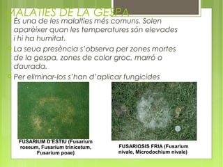 MALATIES DE LA GESPA
 És una de les malalties més comuns. Solen
  aparèixer quan les temperatures són elevades
  i hi ha humitat.
 La seua presència s’observa per zones mortes
  de la gespa, zones de color groc, marró o
  daurada.
 Per eliminar-los s’han d’aplicar fungicides




    FUSARIUM D’ESTIU (Fusarium
    roseum, Fusarium trinicetum,   FUSARIOSIS FRIA (Fusarium
          Fusarium poae)           nivale, Microdochium nivale)
 